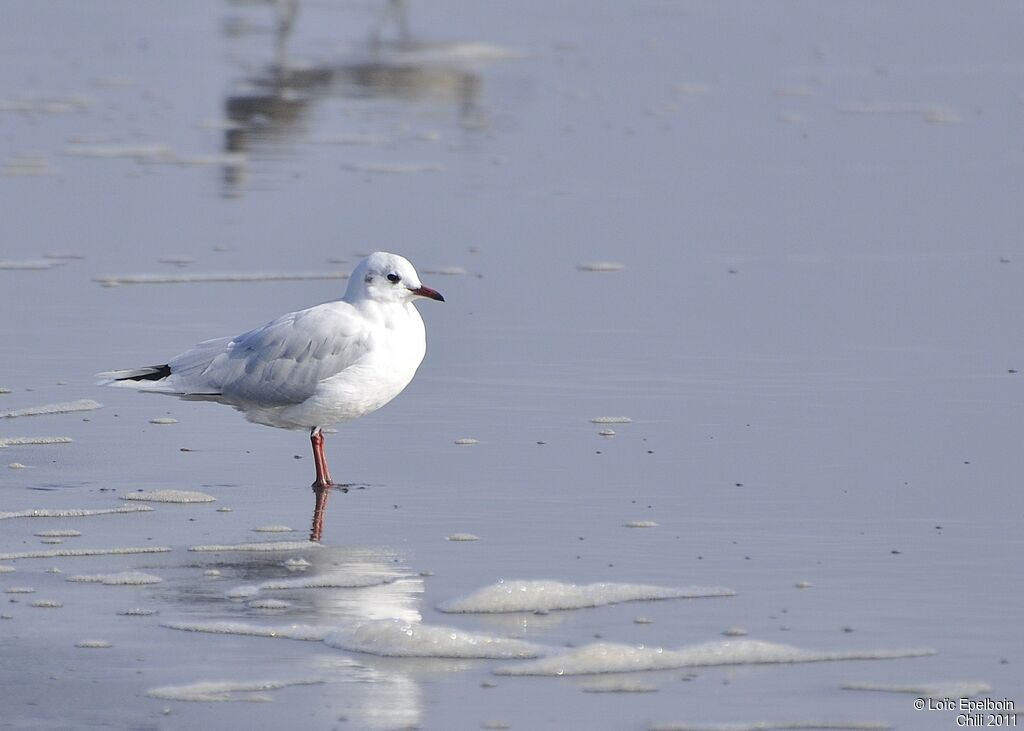 Brown-hooded Gull
