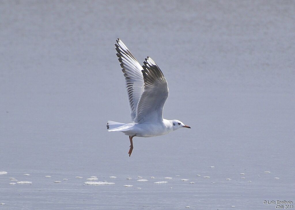 Brown-hooded Gull