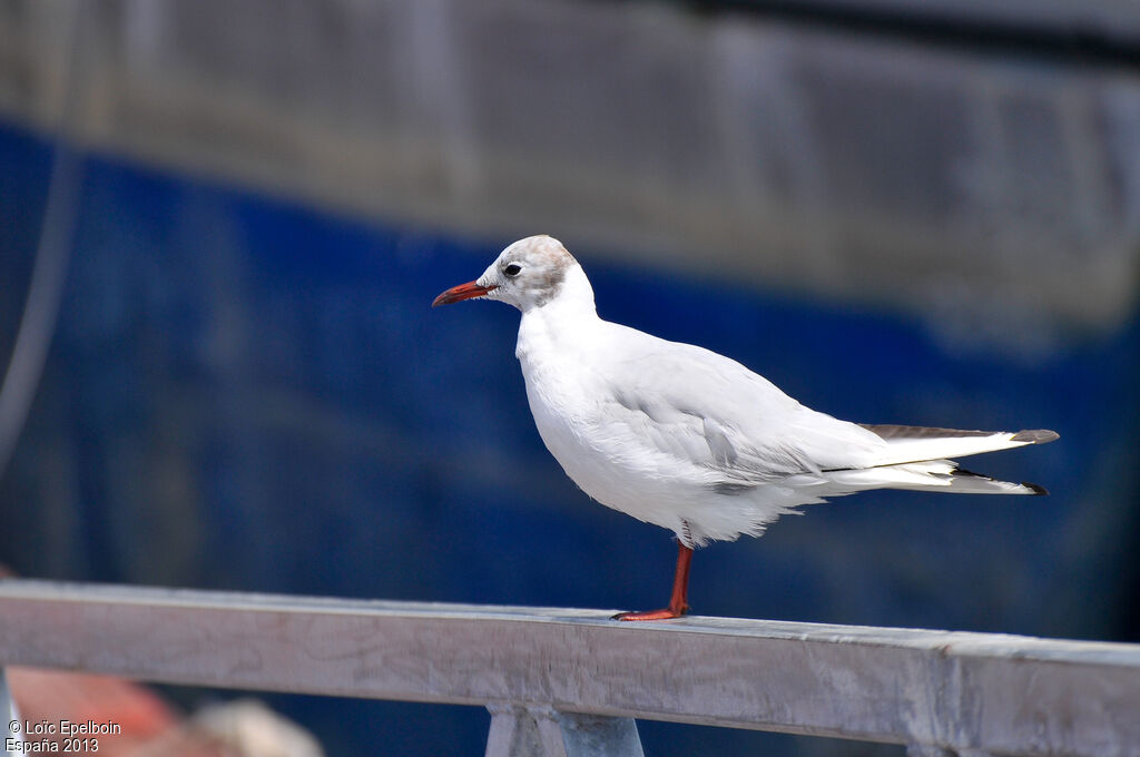 Black-headed Gull