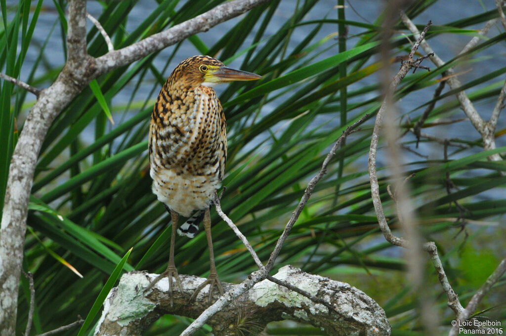 Rufescent Tiger Heron