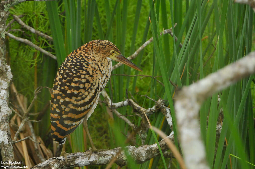 Rufescent Tiger Heronjuvenile, identification