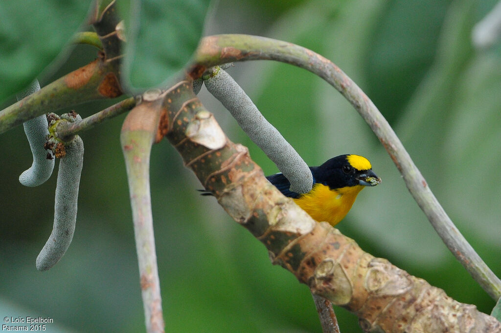 Thick-billed Euphonia