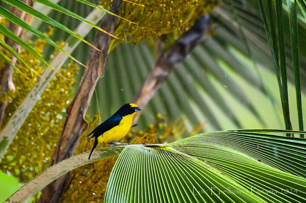 Thick-billed Euphonia