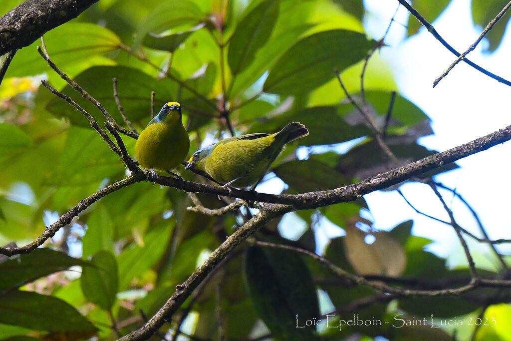 Lesser Antillean Euphonia