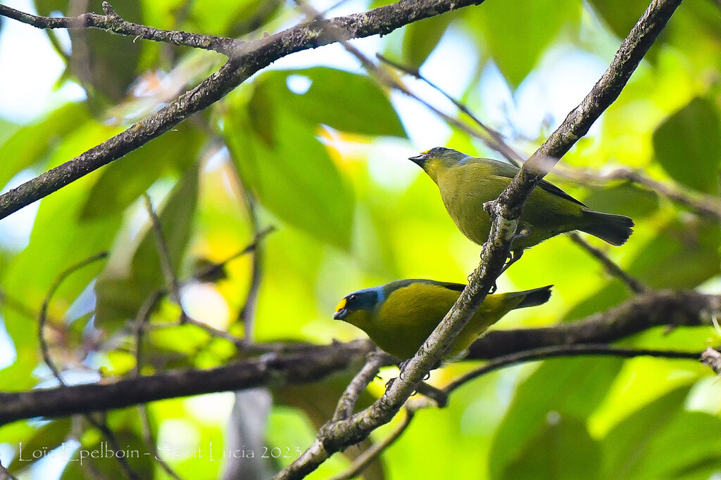 Lesser Antillean Euphonia
