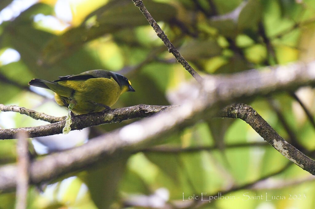 Lesser Antillean Euphonia