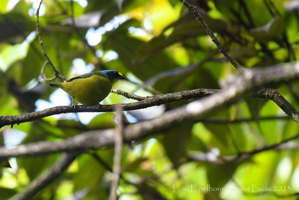 Lesser Antillean Euphonia