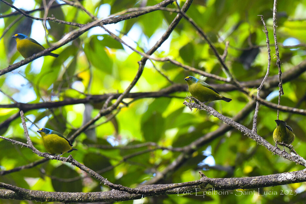 Lesser Antillean Euphonia