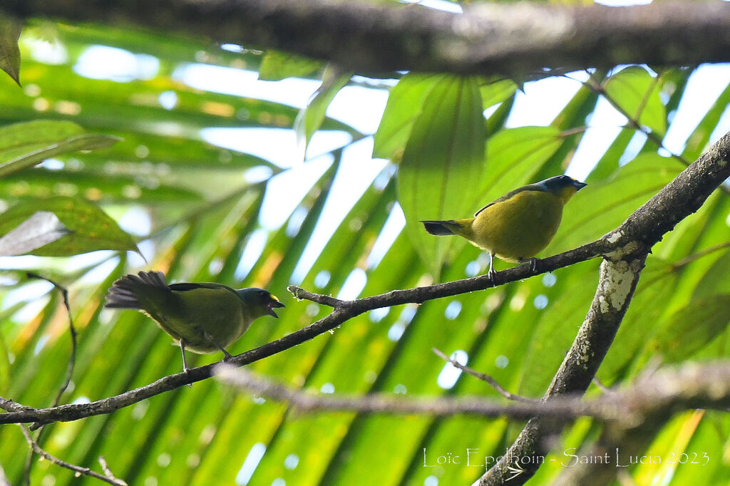 Lesser Antillean Euphonia