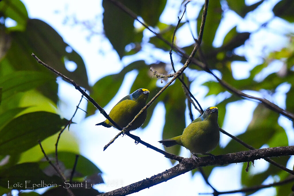 Lesser Antillean Euphonia