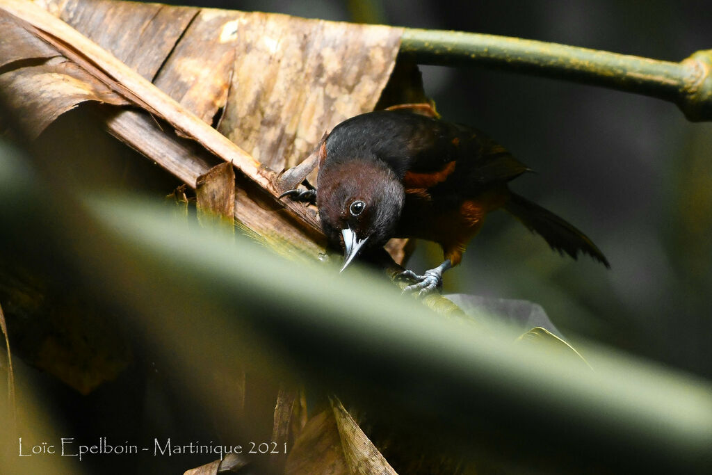 Martinique Oriole