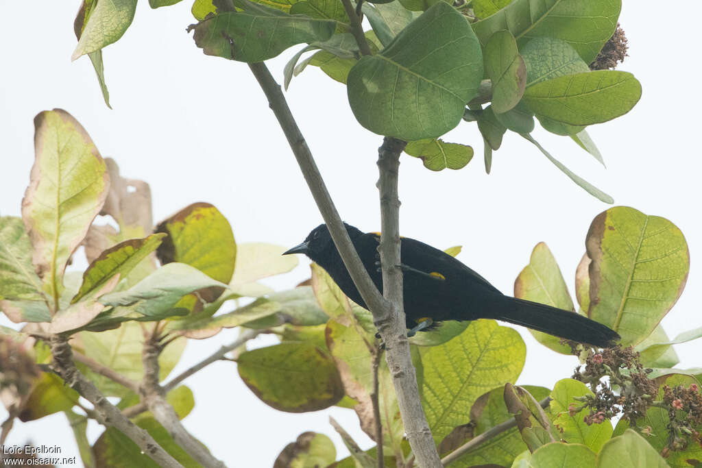 Oriole variable