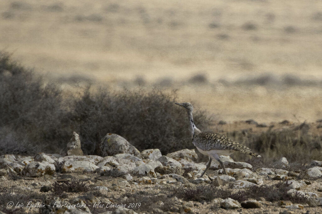 Outarde houbara