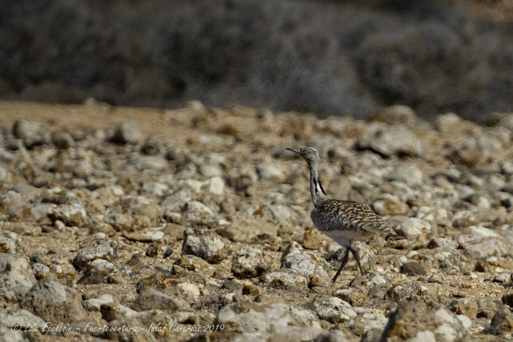 Outarde houbara