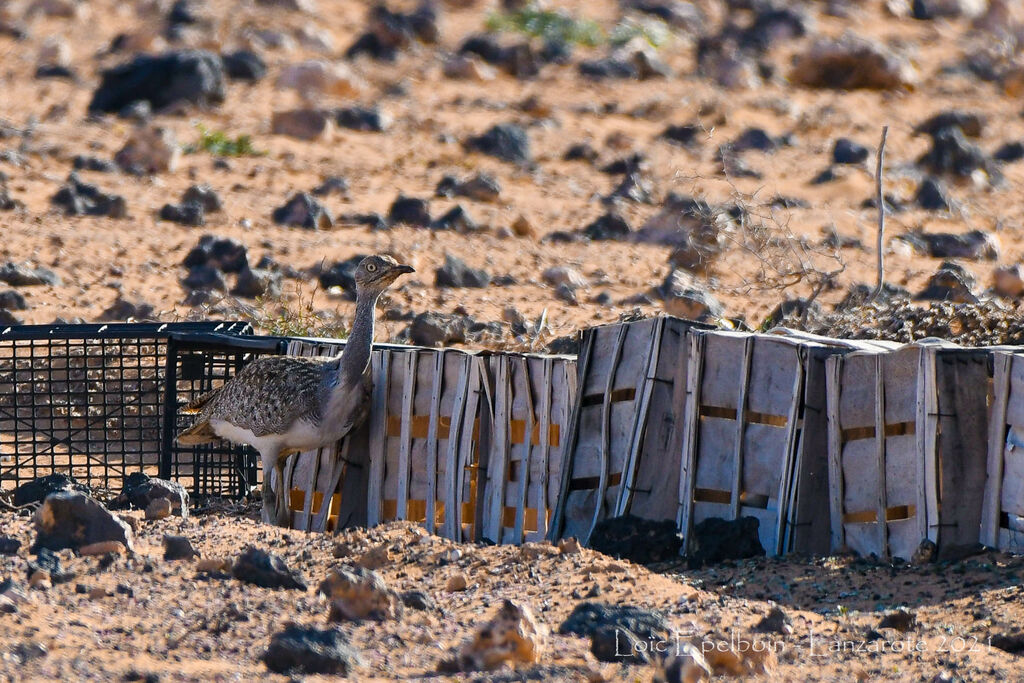 Outarde houbara