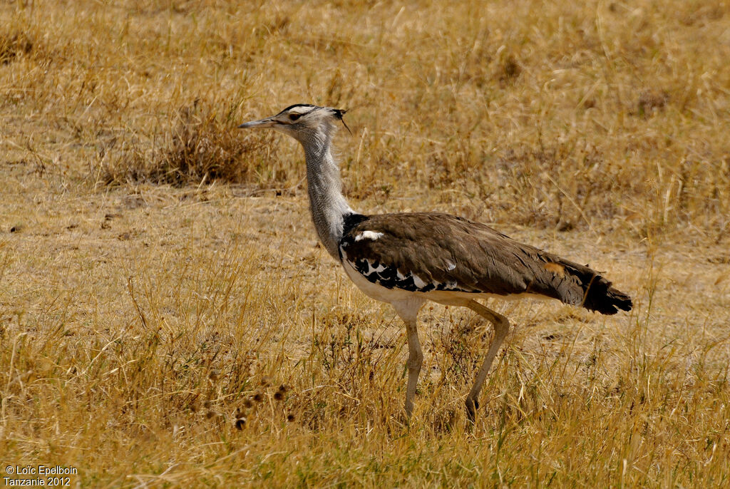 Kori Bustard