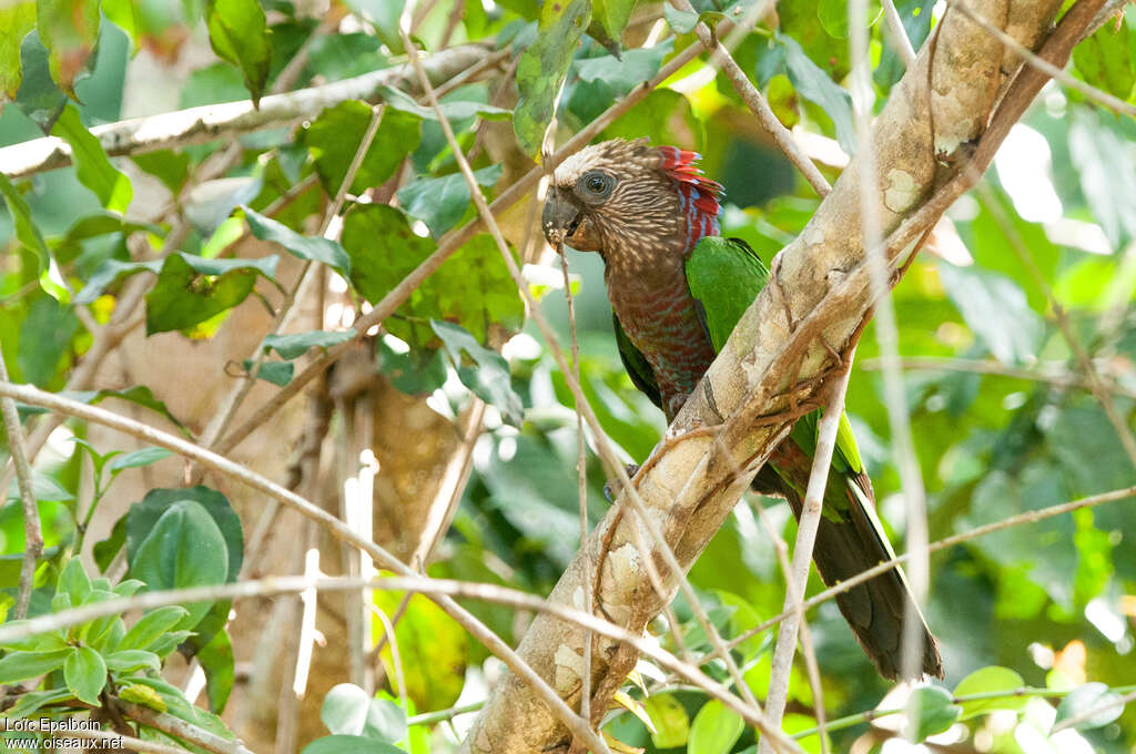 Red-fan Parrotadult, identification