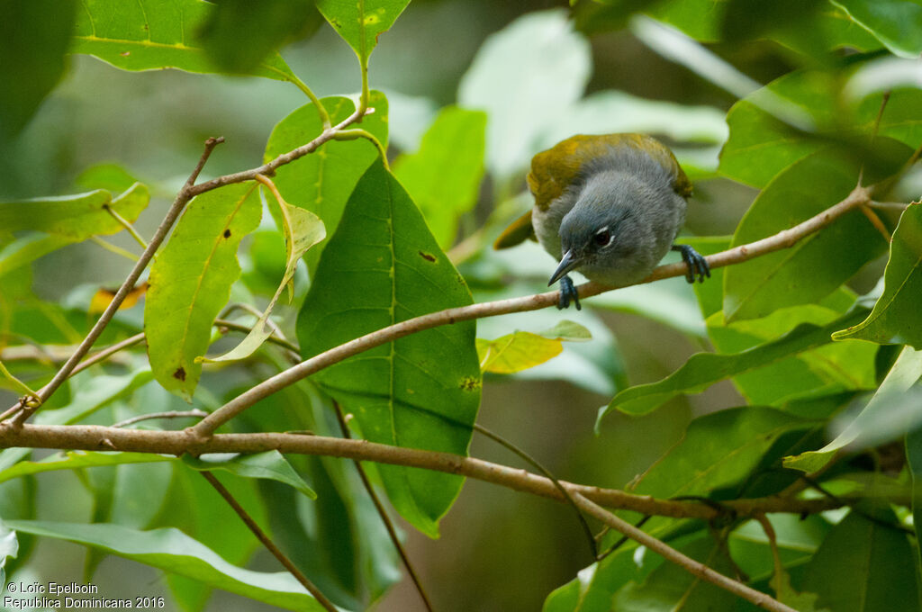 Green-tailed Warbler