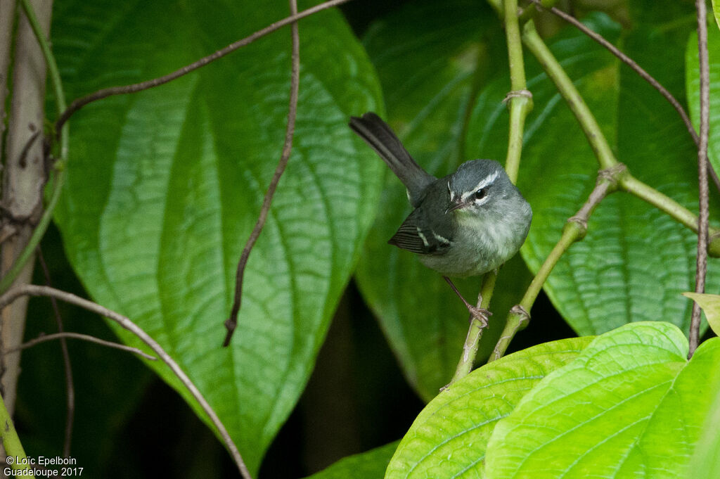 Plumbeous Warbler