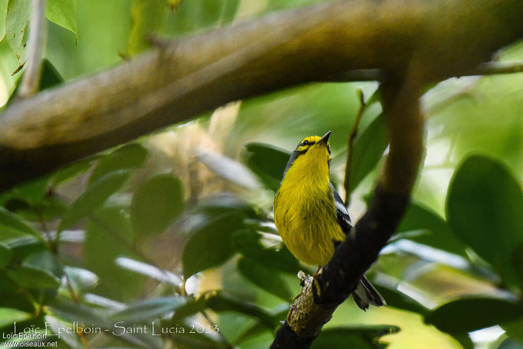 St. Lucia Warbler