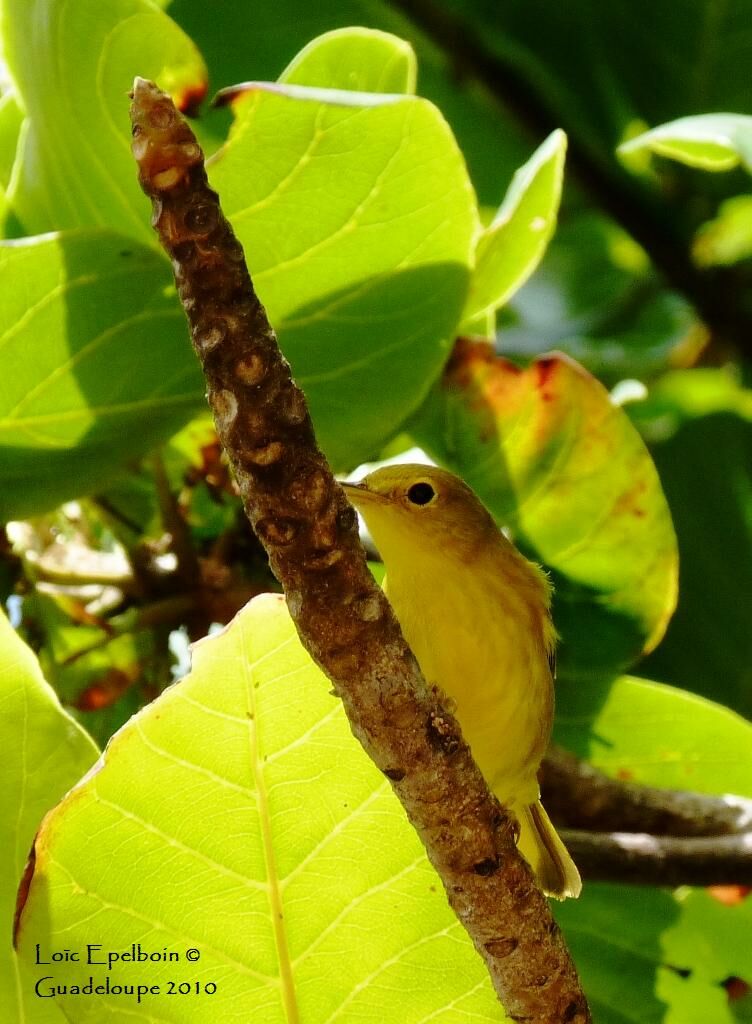 Paruline des mangroves