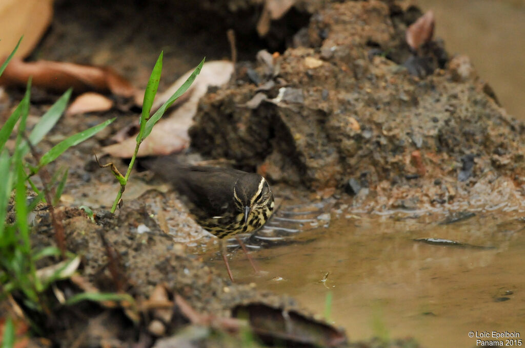 Paruline des ruisseaux
