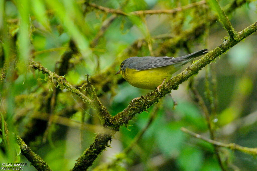 Canada Warbler