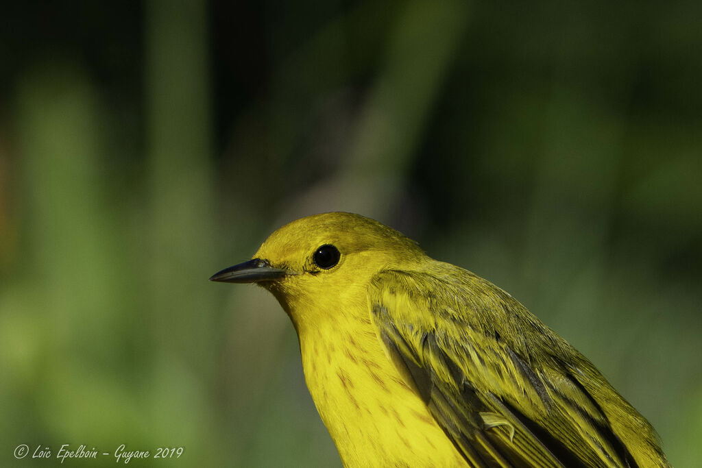 American Yellow Warbler