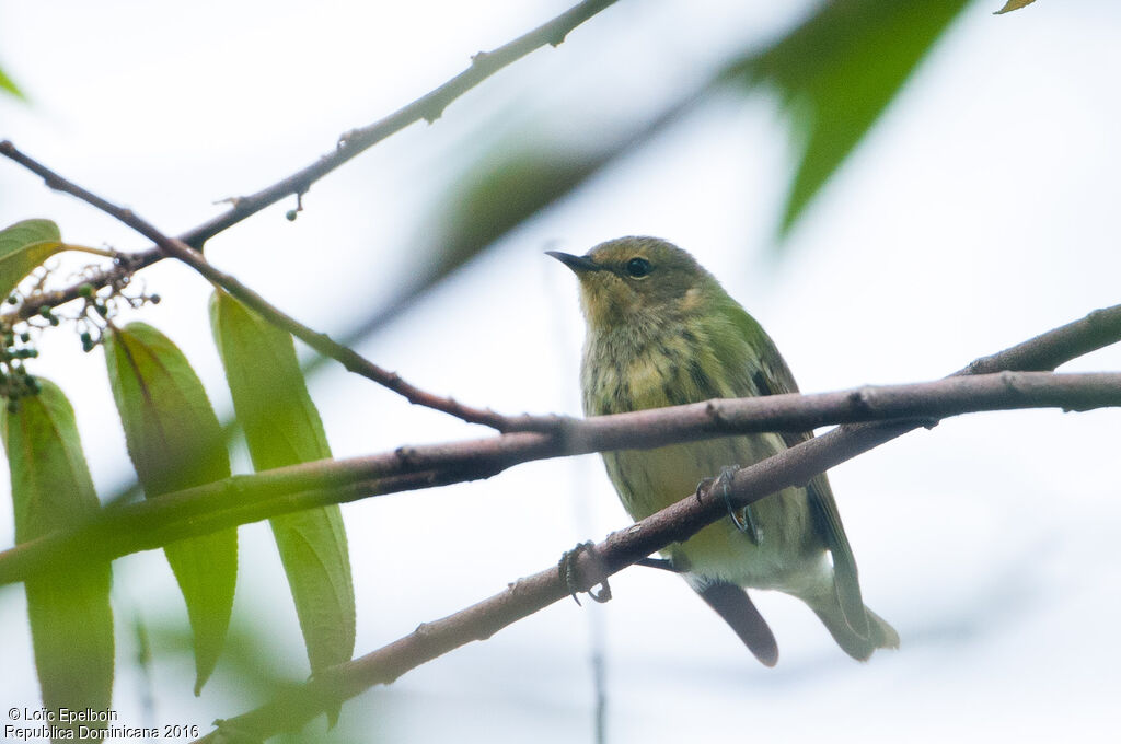 Cape May Warbler