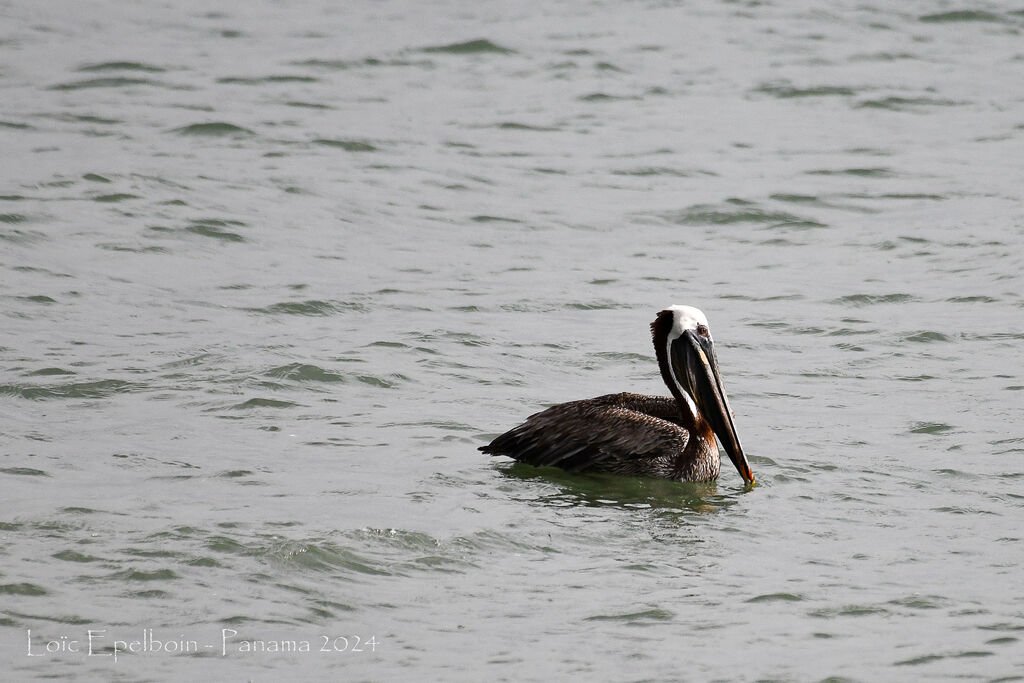 Brown Pelican