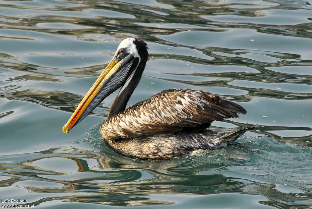 Peruvian Pelicanadult breeding