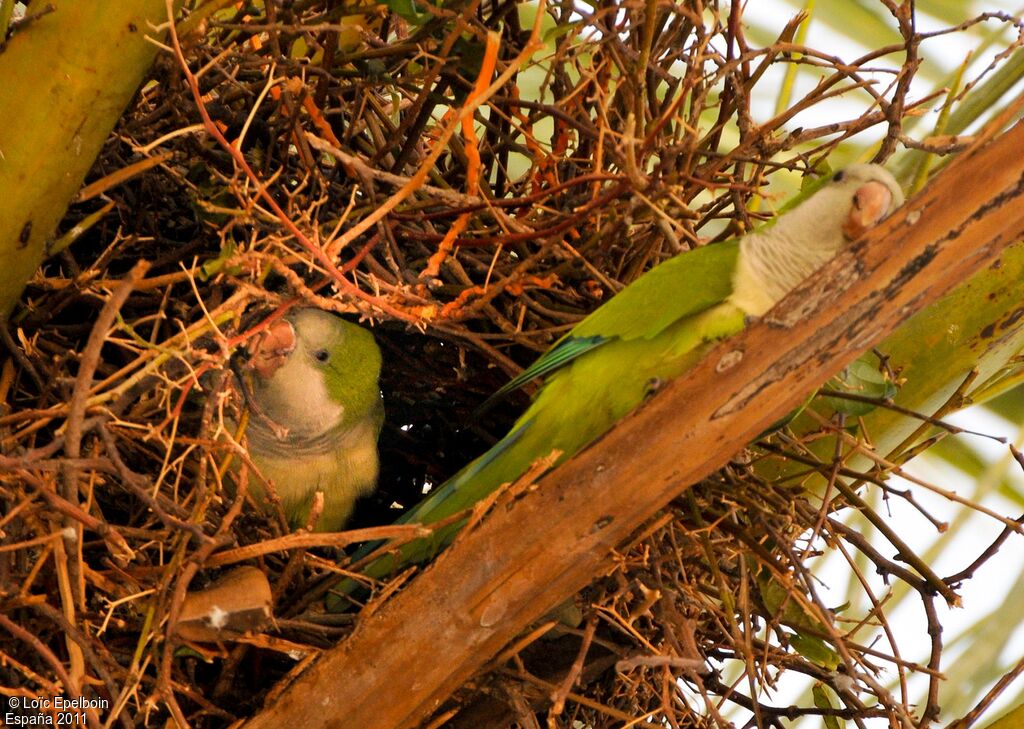 Monk Parakeet