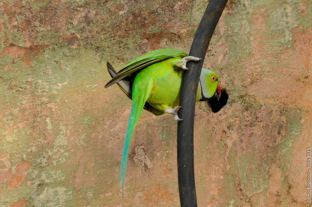 Rose-ringed Parakeet