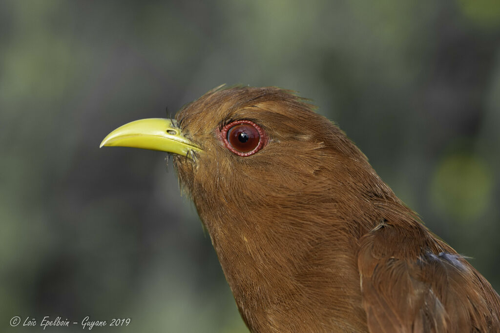 Little Cuckoo