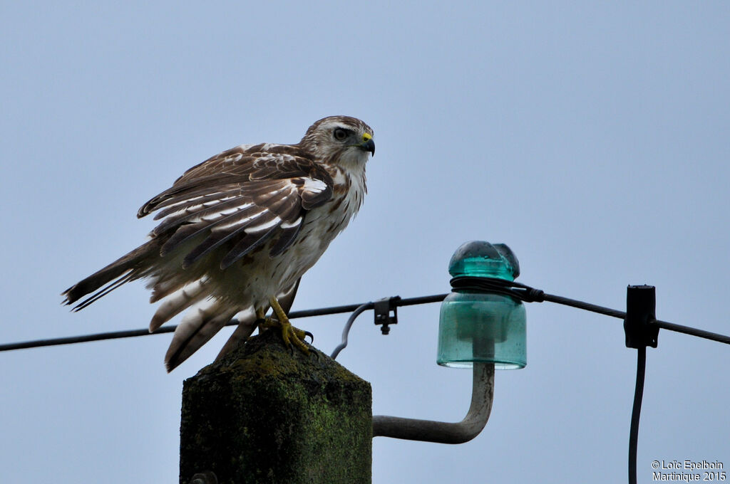 Broad-winged Hawk