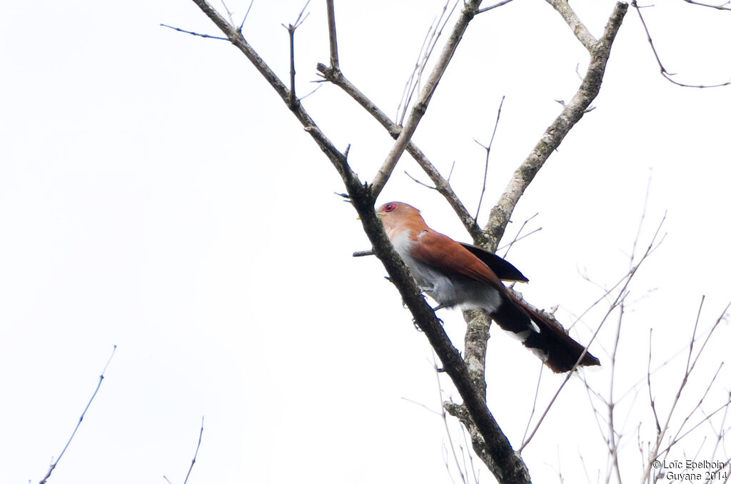 Squirrel Cuckoo