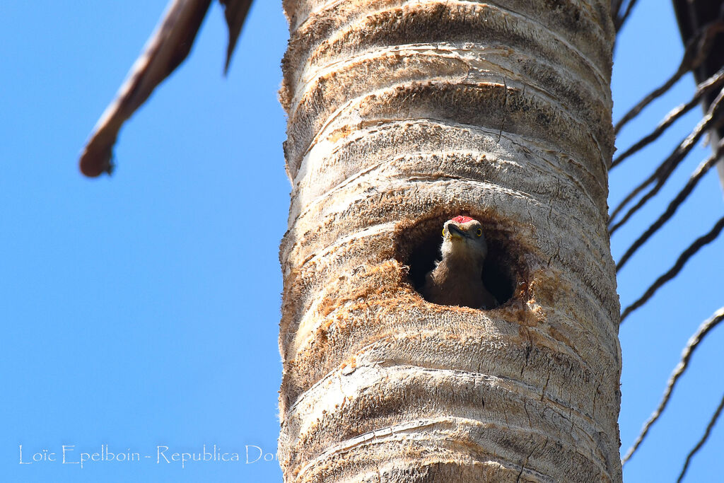 Hispaniolan Woodpecker