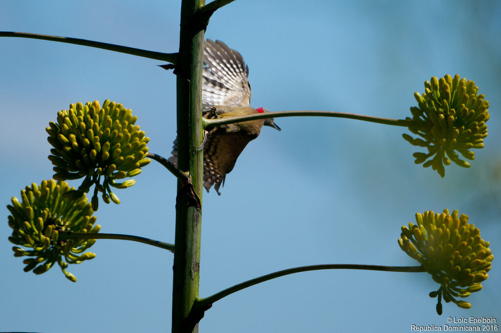 Hispaniolan Woodpecker