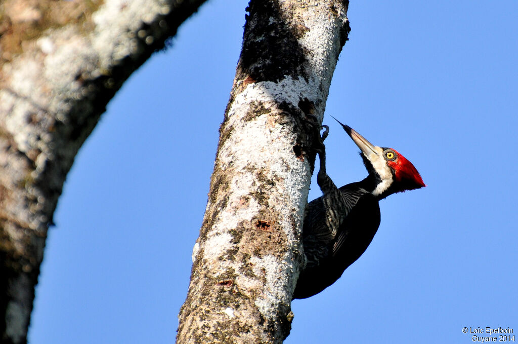 Crimson-crested Woodpecker