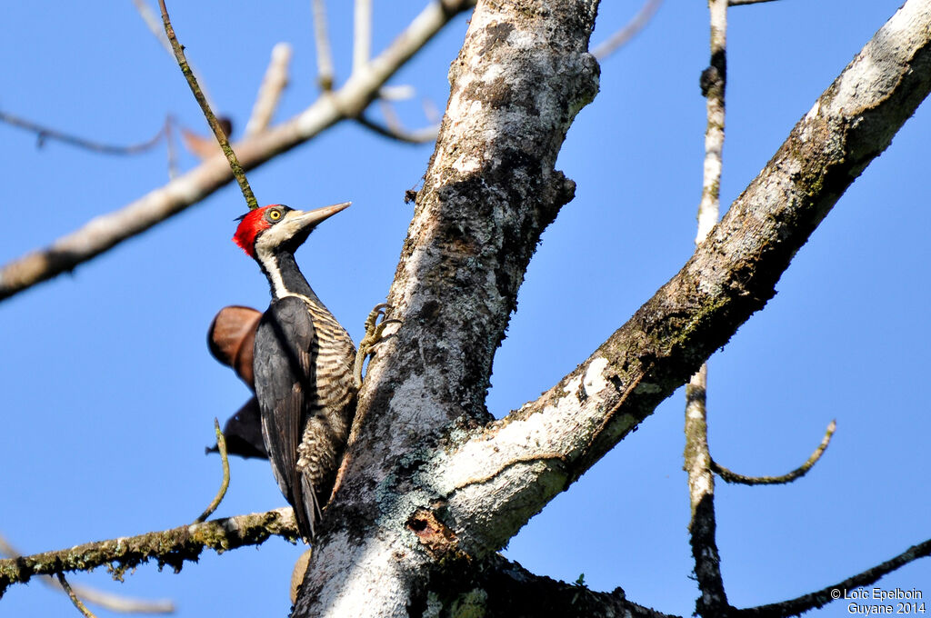 Crimson-crested Woodpecker