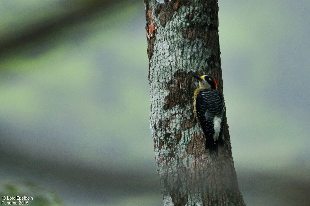 Black-cheeked Woodpecker