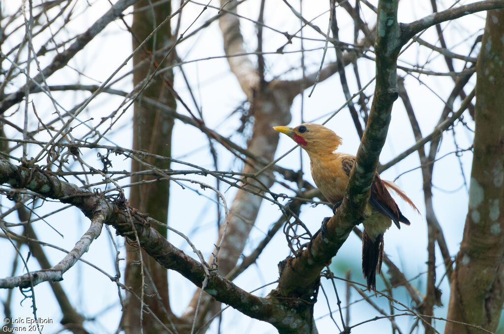 Cream-colored Woodpecker