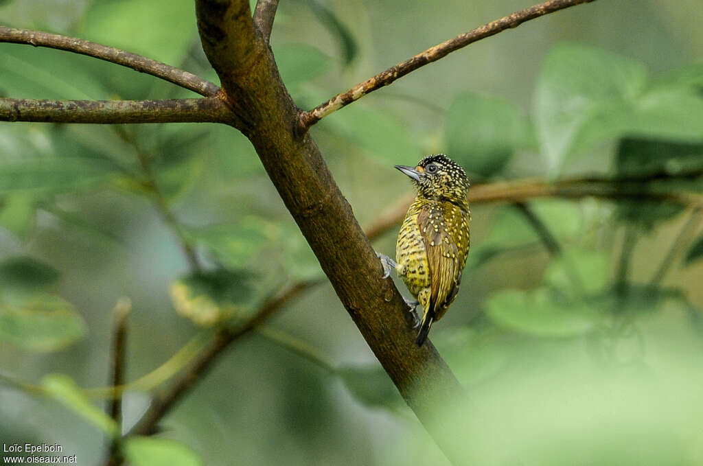 Picumne de Buffon femelle adulte, identification