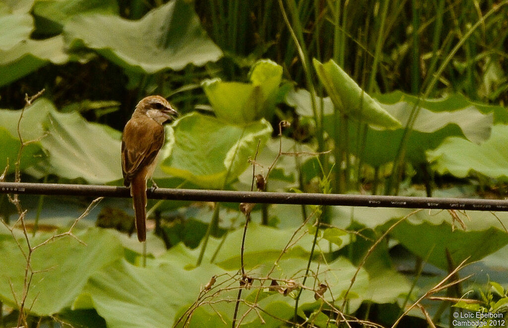 Pie-grièche brune