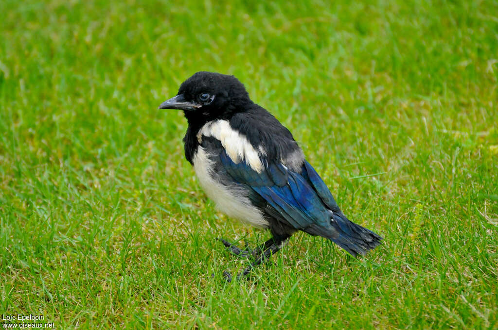 Pie bavardejuvénile, identification