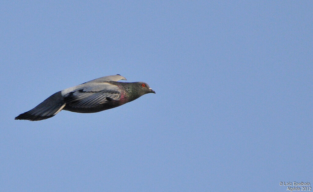 Rock Dove