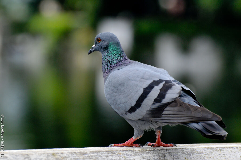 Rock Dove