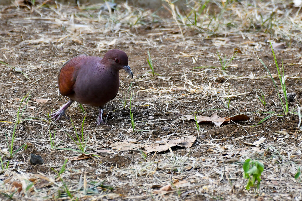 Malagasy Turtle Dove