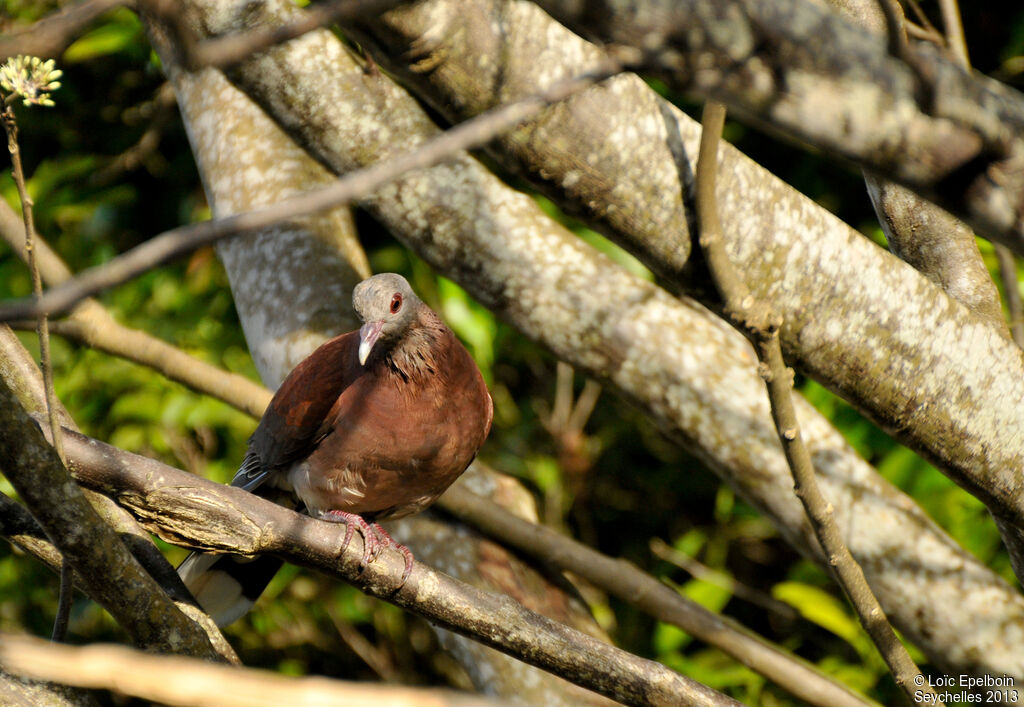 Malagasy Turtle Dove