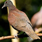 Pigeon de Madagascar